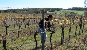 vin bio 2