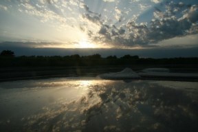 saline