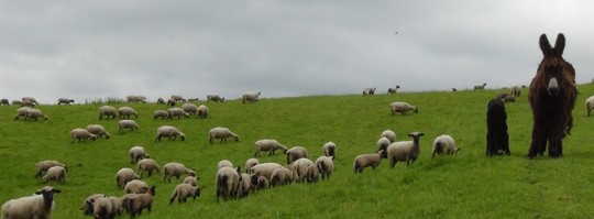 ferme